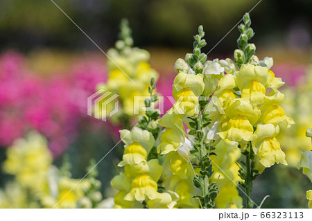 Snapdragon flower and green leaf in garden at sunny summer or spring day. Yellow flower. 66323113