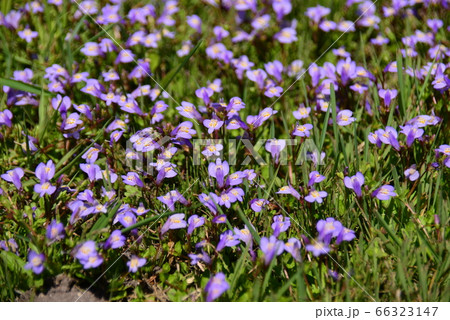 ムラサキサギゴケの花 66323147