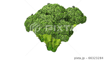 ブロッコリー 66323284