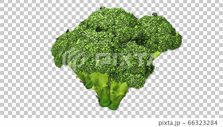 ブロッコリー 66323284