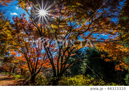 紅葉の隙間から太陽の光芒 神戸市立森林植物園 紅葉の隙間から太陽の光芒 神戸市立森林植物園 66323320