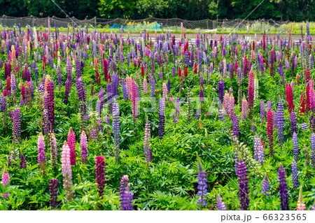 三重県　伊勢市　花開道　ルピナス畑 66323565