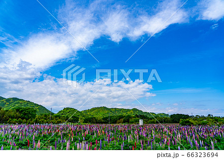三重県　伊勢市　花開道　ルピナス畑 66323694