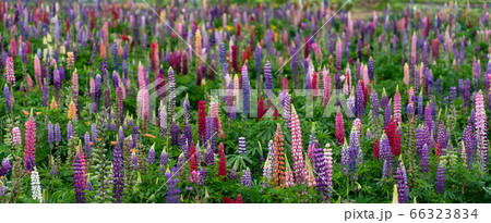 三重県　伊勢市　花開道　ルピナス畑 66323834