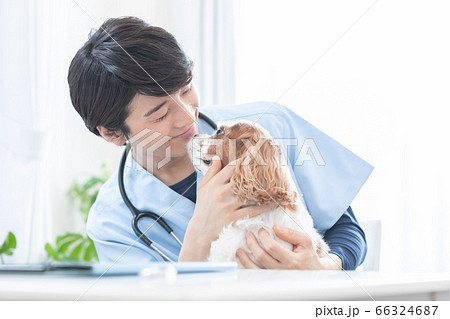 犬(キャバリア)と獣医のポートレート 犬(キャバリア)と獣医のポートレート 66324687