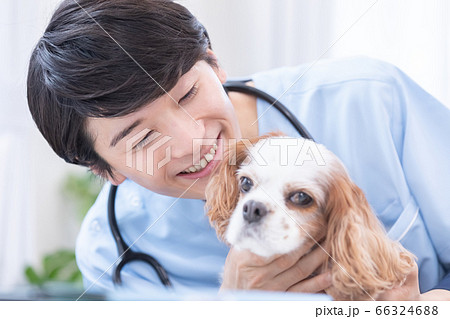 犬(キャバリア)と獣医のポートレート 犬(キャバリア)と獣医のポートレート 66324688