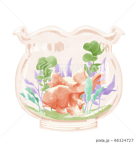 金魚鉢に入った金魚イラストのイラスト素材