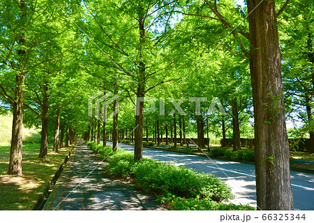 メタセコイア並木道　遊歩道　金沢市 66325344
