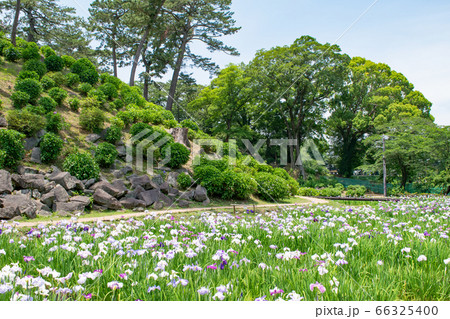 神奈川県　小田原城　本丸東堀菖蒲園 66325400