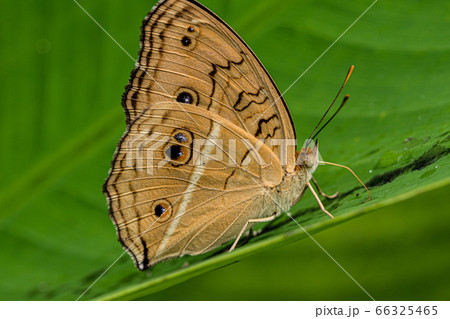 緑の葉の上に止まっているタテハモドキ 緑の葉の上に止まっているタテハモドキ 66325465