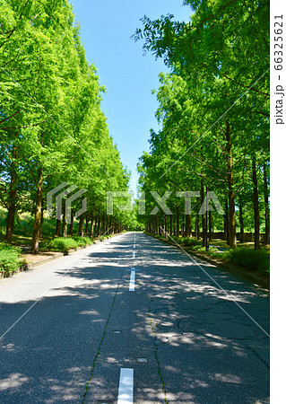 メタセコイア並木道 新緑 金沢市 メタセコイア並木道 新緑 金沢市 66325621