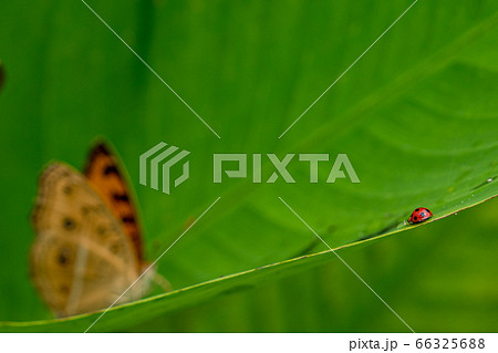 タテハモドキに近づくテントウムシ 66325688