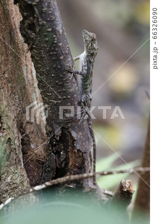 西表島のサキシマキノボリトカゲ 66326090