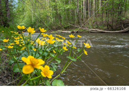 Caltha palustris yellow flowers in forest Caltha palustris yellow flowers in forest 66326108