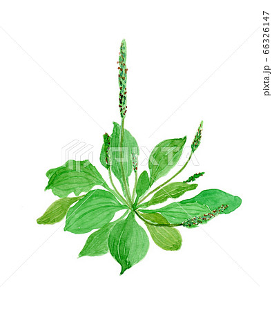 Plantago Asiatica オオバコのイラスト素材