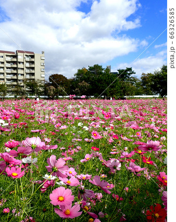 青空に映える武庫川コスモス畑 青空に映える武庫川コスモス畑 66326585