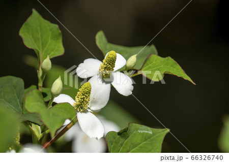 ドクダミ 蕺草 の花の写真素材