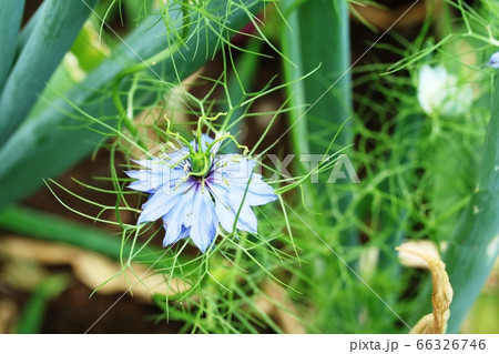 ニゲラの花 どれが雌しべ 雄しべ の写真素材