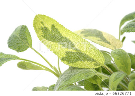 バイカラーセージ 66326771