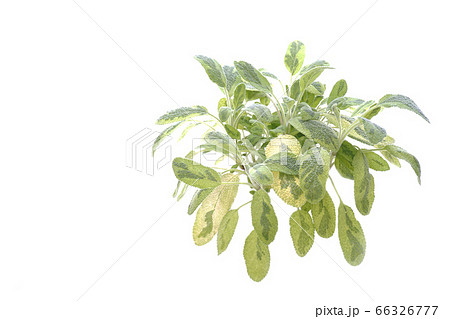 バイカラーセージ 66326777