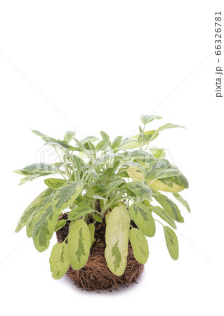 バイカラーセージ 66326781