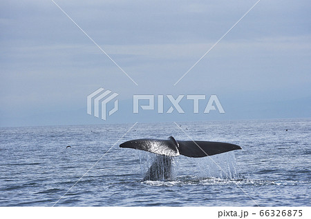 潜水を始めるマッコウクジラの尾びれ(北海道・羅臼沖) 潜水を始めるマッコウクジラの尾びれ(北海道・羅臼沖) 66326875