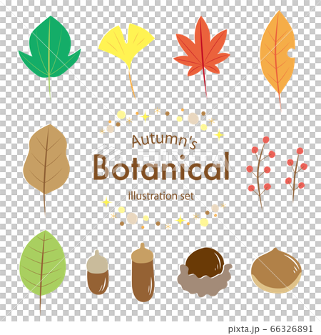 おしゃれな秋の葉のイラストセット塗りのイラスト素材