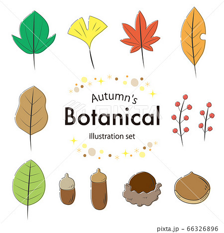 おしゃれな秋の葉のイラストセット線塗りのイラスト素材