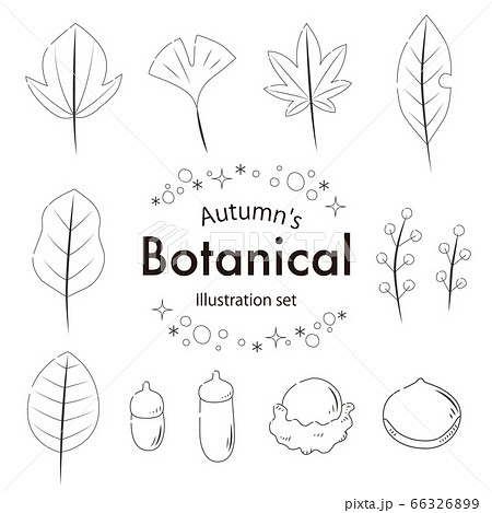おしゃれな秋の葉のイラストセット線のイラスト素材
