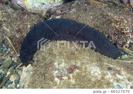 ニセクロナマコ 66327070