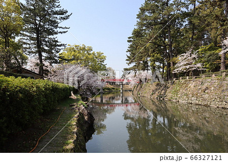 愛知県　岡崎市　岡崎公園　桜　花見 66327121