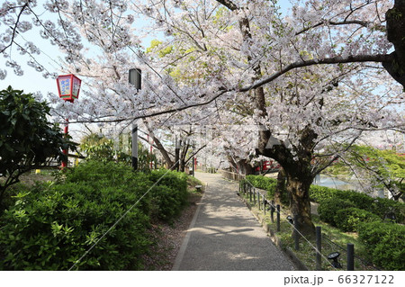 愛知県 岡崎市 岡崎公園 桜 花見 愛知県 岡崎市 岡崎公園 桜 花見 66327122