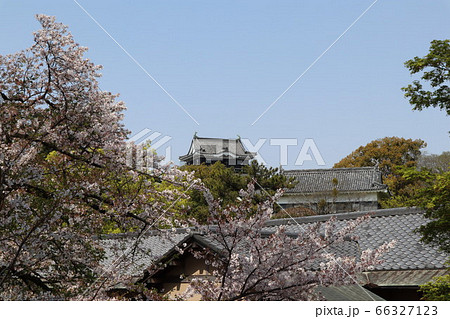 愛知県 岡崎市 岡崎公園 桜 花見 愛知県 岡崎市 岡崎公園 桜 花見 66327123