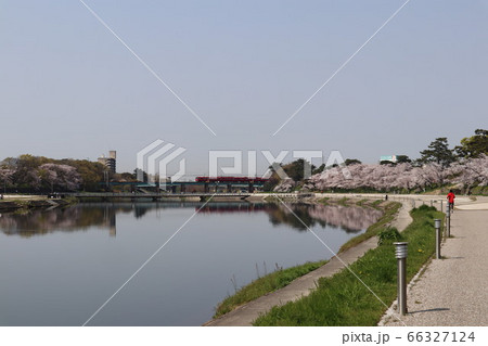 愛知県 岡崎市 岡崎公園 桜 花見 愛知県 岡崎市 岡崎公園 桜 花見 66327124