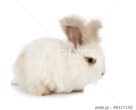 English Angora rabbit English Angora rabbit 66327156