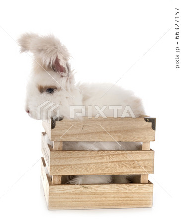 English Angora rabbit English Angora rabbit 66327157