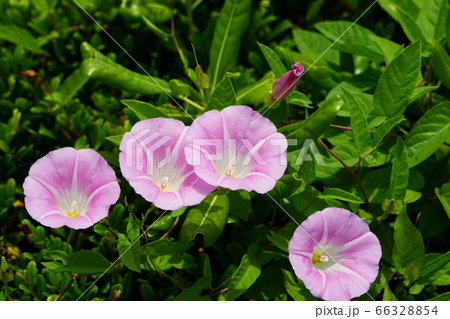 6月 江東232ﾋﾙｶﾞｵ ﾋﾙｶﾞｵ科 辰巳の森海浜公園の写真素材
