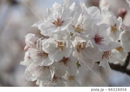 ゆめタウン宗像近くの桜【2020年04月】003 66328956
