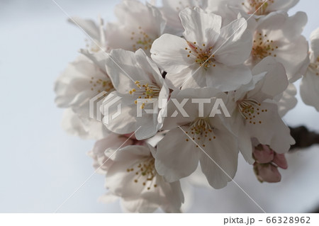 ゆめタウン宗像近くの桜【2020年04月】008 66328962