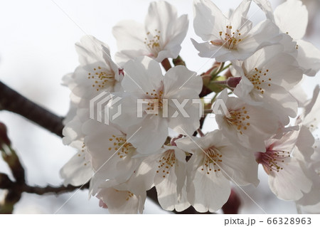 ゆめタウン宗像近くの桜【2020年04月】009 66328963