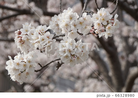 ゆめタウン宗像近くの桜【2020年04月】025 66328980