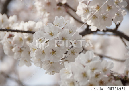 ゆめタウン宗像近くの桜【2020年04月】026 66328981