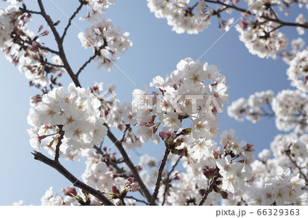 ゆめタウン宗像近くの桜【2020年04月】043 66329363
