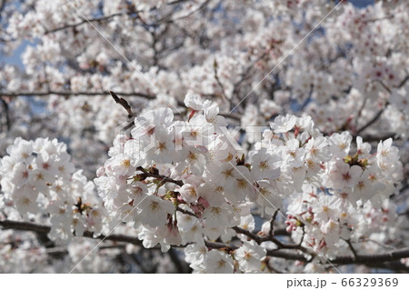 ゆめタウン宗像近くの桜【2020年04月】049 66329369