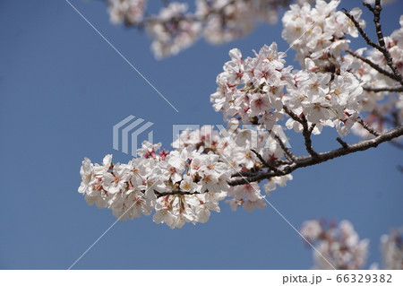 ゆめタウン宗像近くの桜【2020年04月】060 66329382