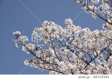 ゆめタウン宗像近くの桜【2020年04月】061 66329384