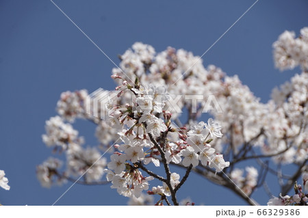 ゆめタウン宗像近くの桜【2020年04月】062 66329386