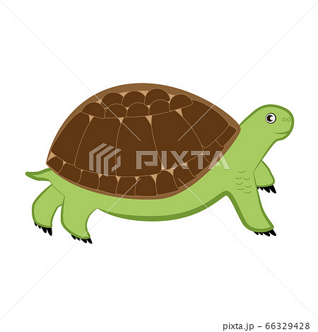 Cartoon turtle on a white background. 66329428
