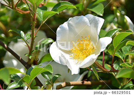 ナニワノイバラ(浪花野茨) ナニワノイバラ(浪花野茨) 66329501