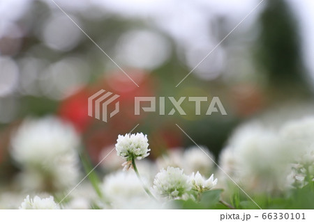 玉ボケの中のクローバー 66330101